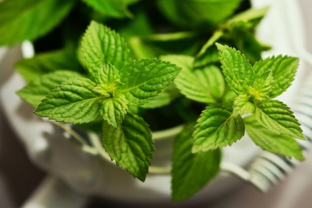 Manfaat Daun Mint Untuk Kulit