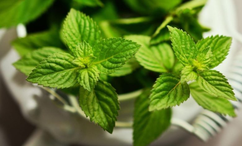 Manfaat Daun Mint Untuk Kulit